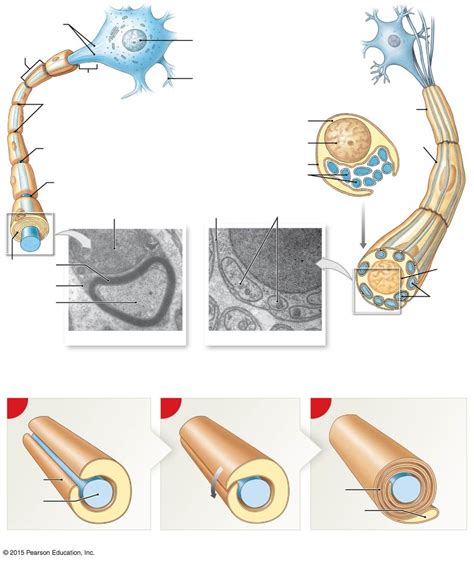 schwann cells are functionally similar to quizlet